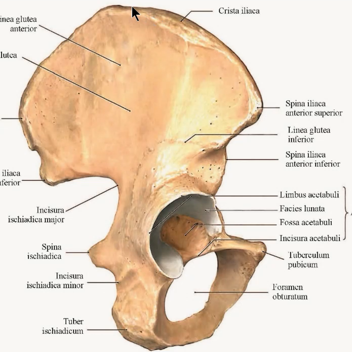 A&yacute;agyň skeletiniň s&uuml;ňkleri. &Ccedil;anaklyk s&uuml;ňki. Be&yacute;an sapagy.